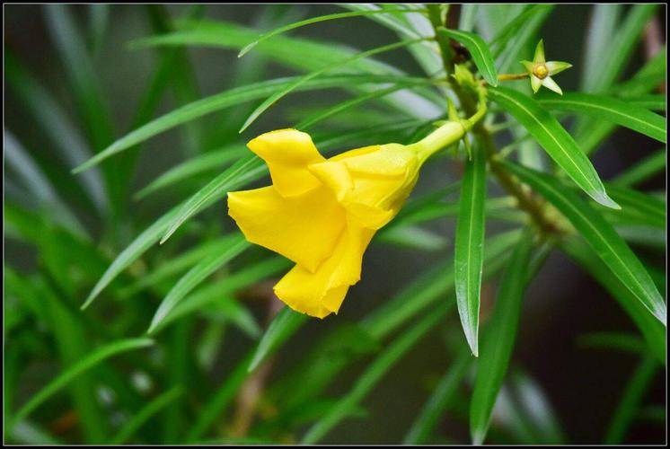 红酒杯花是什么植物