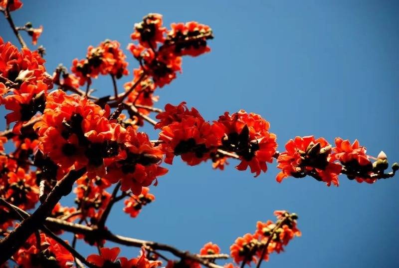 秀山_时间_海棠花