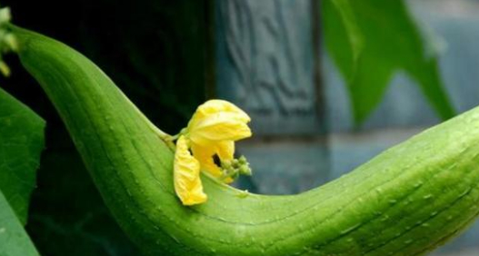 丝瓜藤性微寒,味苦.归心,脾,肾经.