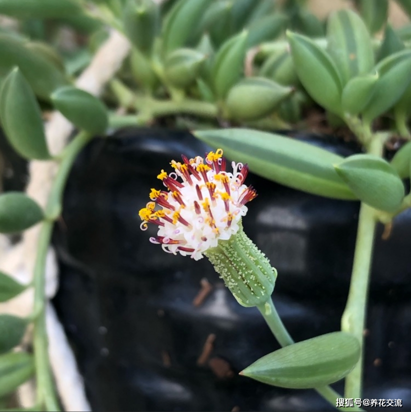 原创7种很可爱的垂盆多肉植物春暖后就可以入手适合新手