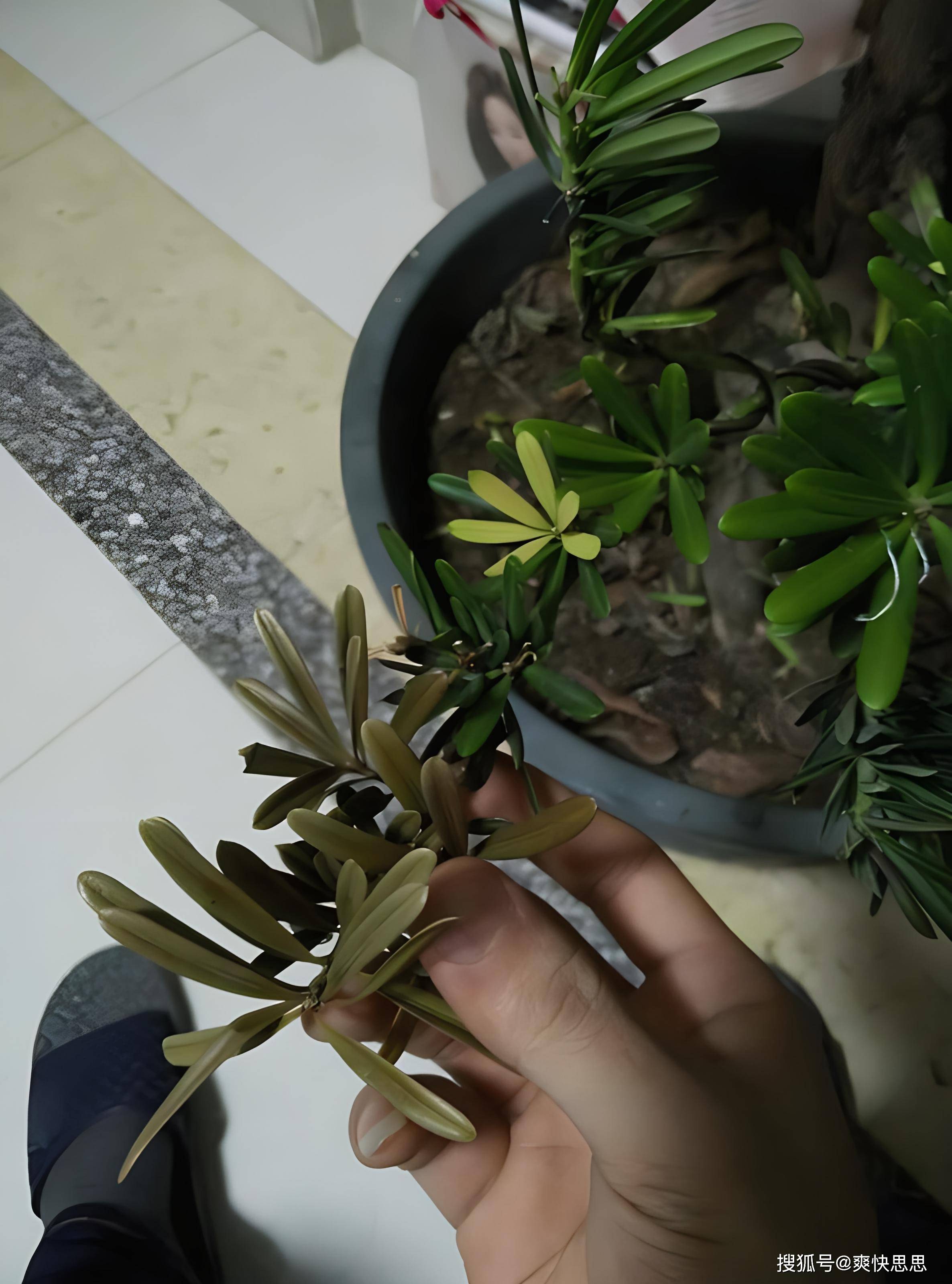 罗汉松叶子发黄干枯?手把手教你找准病因巧用药,让绿植重焕生机