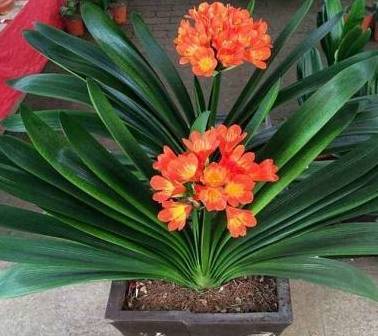 此款"天价"的植物,可以不用花一分钱,仅一个叶子就能"爆盆"_君子兰