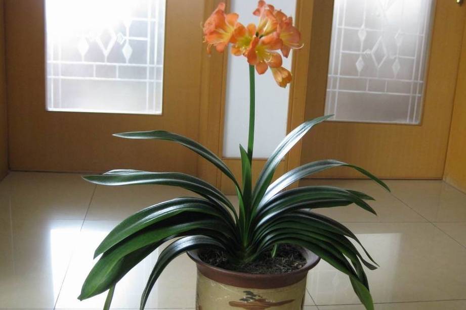 原创家里的君子兰喂点羊粪叶子呼呼长养花成就感十足