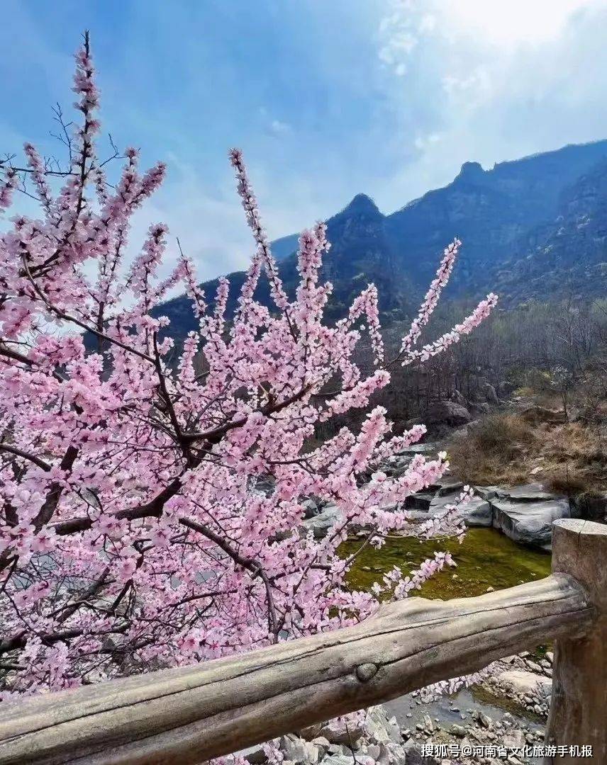 2024新乡赏花地图正式上线_景区_活动_游客