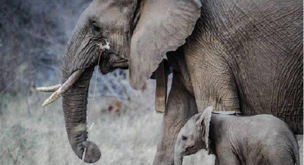 印度怀孕母象,被恶作剧村民投喂炸弹后痛苦身亡,孩子也胎死腹中_大象