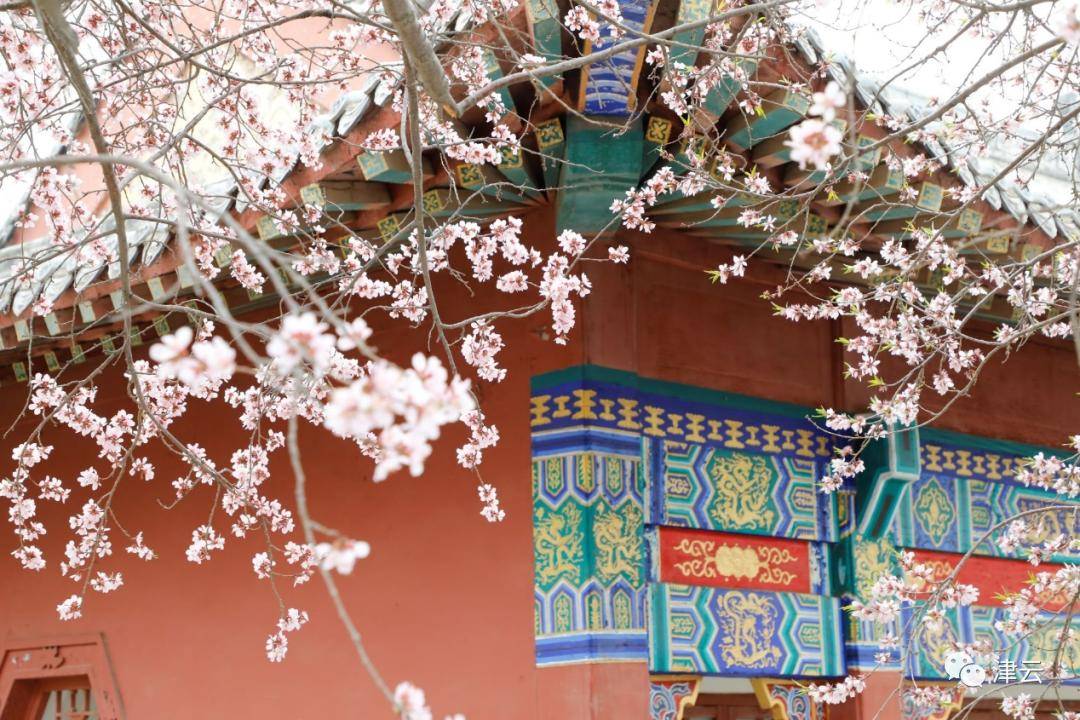 天津人一年一度的桃花节定了就在这10天你关心的问题答案都在这儿