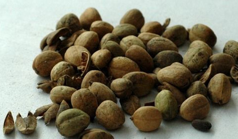 有一味大名鼎鼎有剧毒的泻药,但李时珍用它止泻_巴豆_中药材_种子