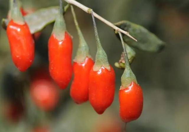 每晚睡前"生嚼几粒枸杞",坚持一段时间,或有4个好处不请自来_身体_养