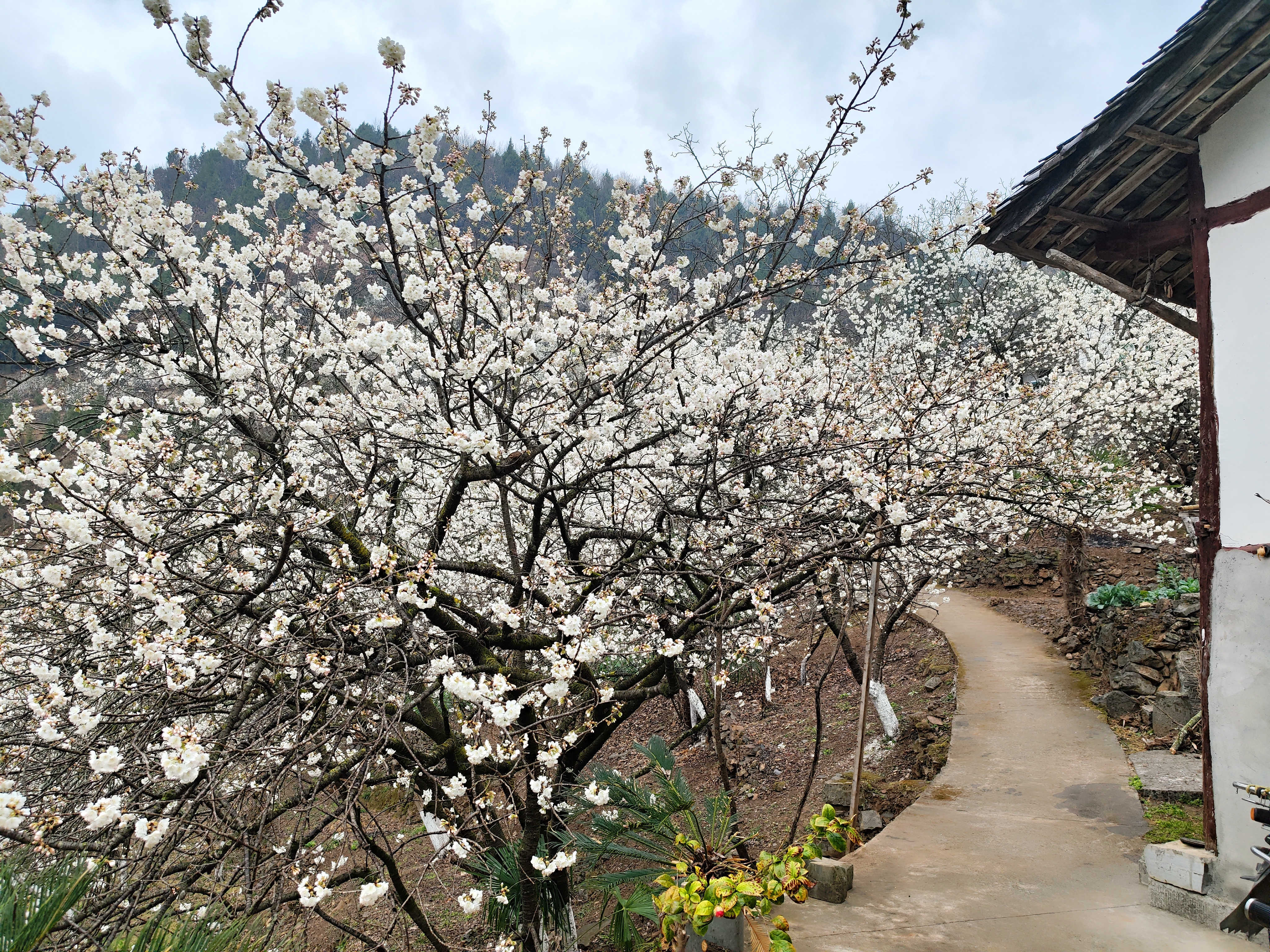 广元樱花谷风景区电话图片