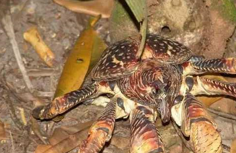 原创它从没天敌能活60年曾经泛滥成灾如今却成稀有物种