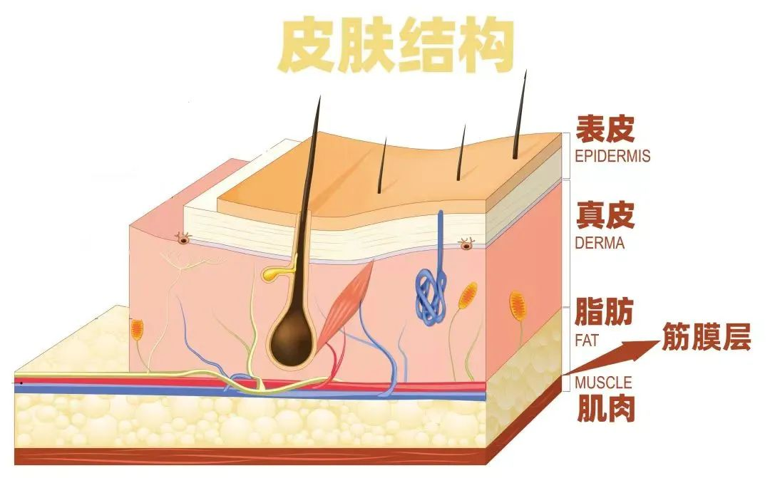 皮肤结缔组织结构图图片