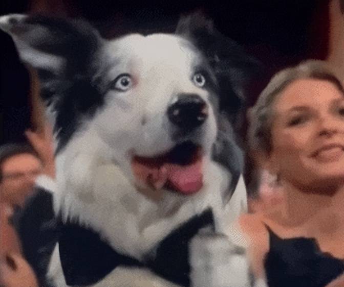 原创红毯摔倒全裸上台颁奖明星在2024奥斯卡上作的妖笑死人了