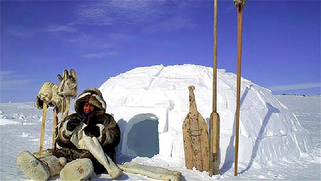 冰天雪地中的生存奇迹!揭秘北极冬季的苦寒世界
