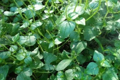 猪草是一种常见的野菜,叫做螺丝草,又名甘露子.