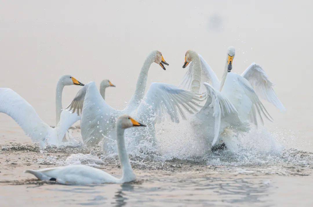 蜊江港海域,寻山街道车道河,斜口岛大桥附近等也都有大天鹅的身影