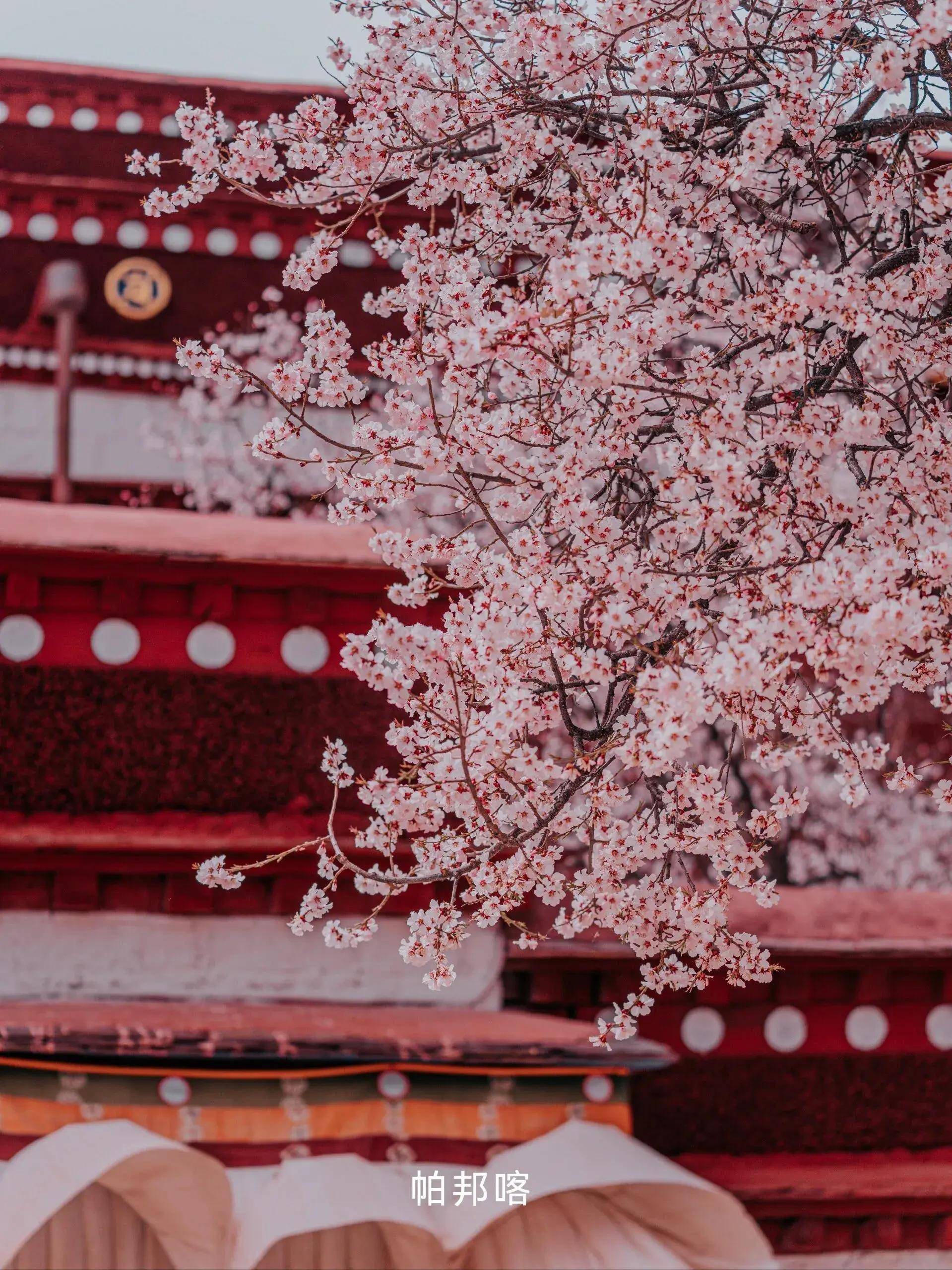 林芝最佳旅游季节图片