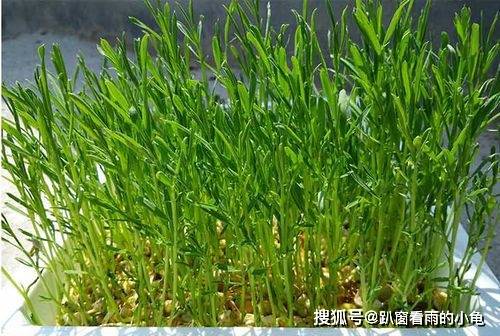 3:像萝卜,豌豆等芽苗菜发芽后,还可以将其种在土里,通过长时间土里的