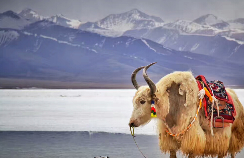 牦牛_生活_青藏高原