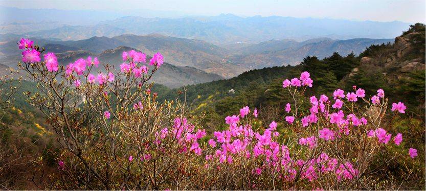 接下来的淄博是无数次的春和景明