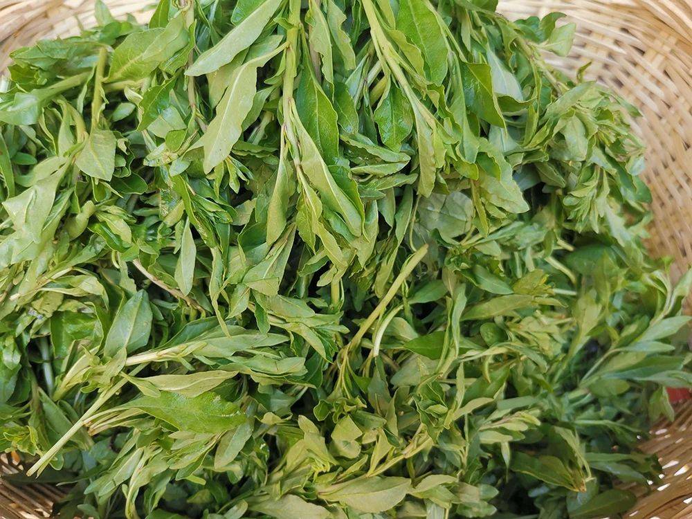 原创这8种野菜被誉为七头一脑各个都是极品野菜你都吃过吗