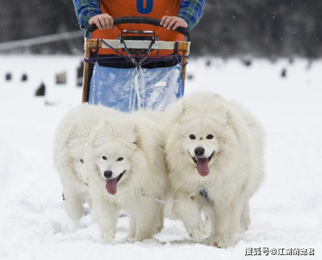 虽然萨摩耶也在雪橇三傻的行列中,但其实它们的智商并不低,只是憨厚