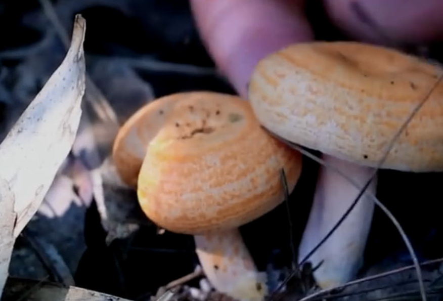 农村大山里的极品野味城里卖60元一斤农村遍地都是