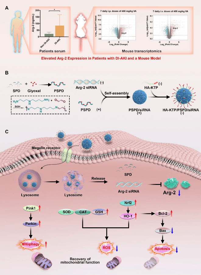学术前沿中南大学研究团队在肾脏靶向基因治疗领域取得新进展