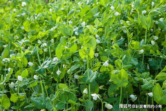 原创春吃芽鲜掉牙产自家中的春芽鲜香脆嫩做个专业的吃鲜人