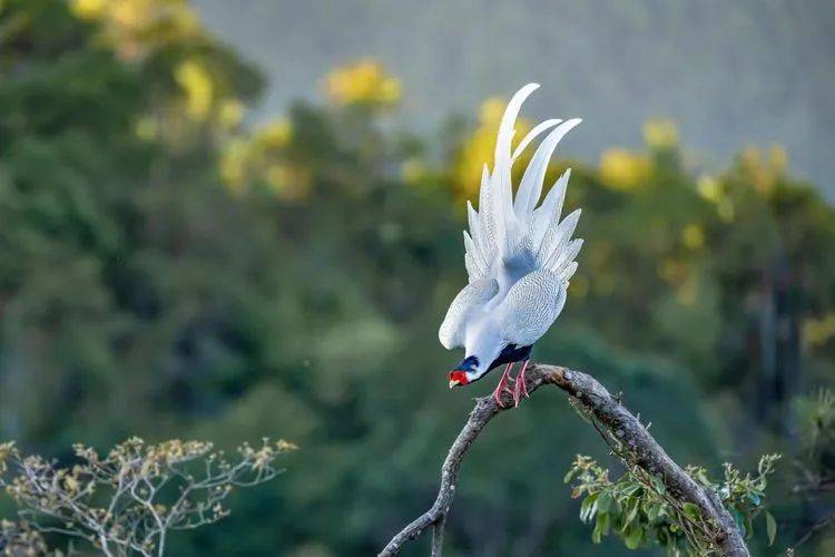 中国白凤凰林中仙子白鹇观鸟地福建永安丰田村