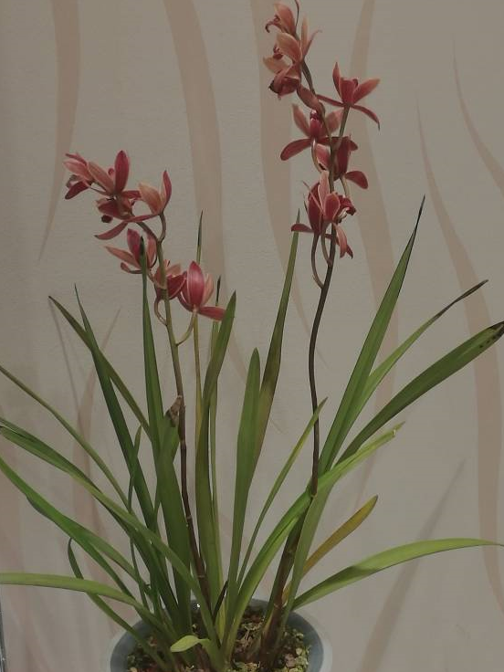 和很多兰花名品动辄几百几千的要价不同,杂交兰花普遍价格比较低廉,十