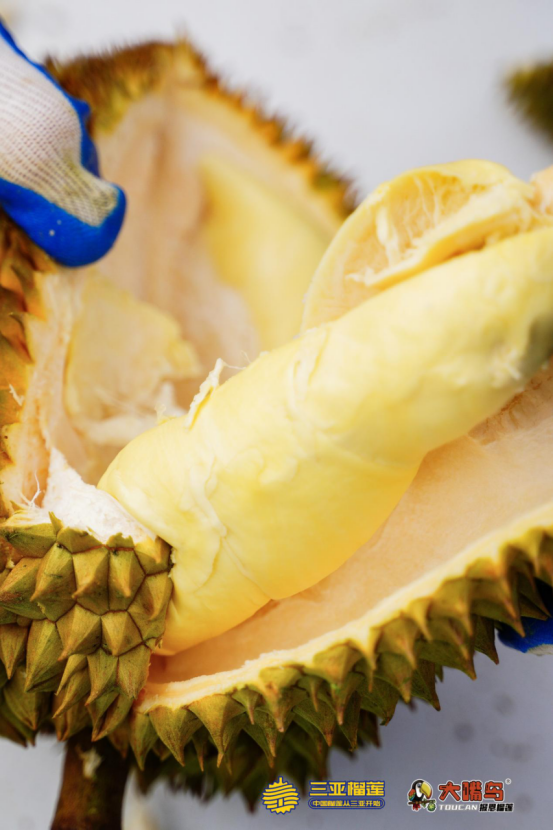 海南万亩树熟国产榴莲海南牌榴莲品质化发展之道