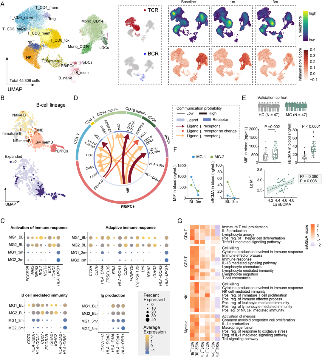 见图三(f) car t 细胞治疗前和输注后 18 个月时总免疫球蛋白水平(igg