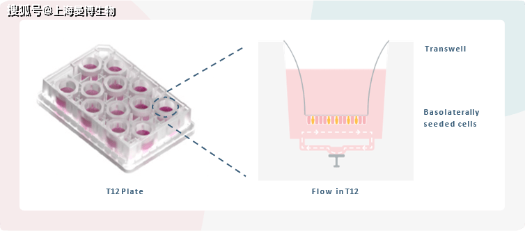 板中的液体流动由physiomimix单器官系统控制c.