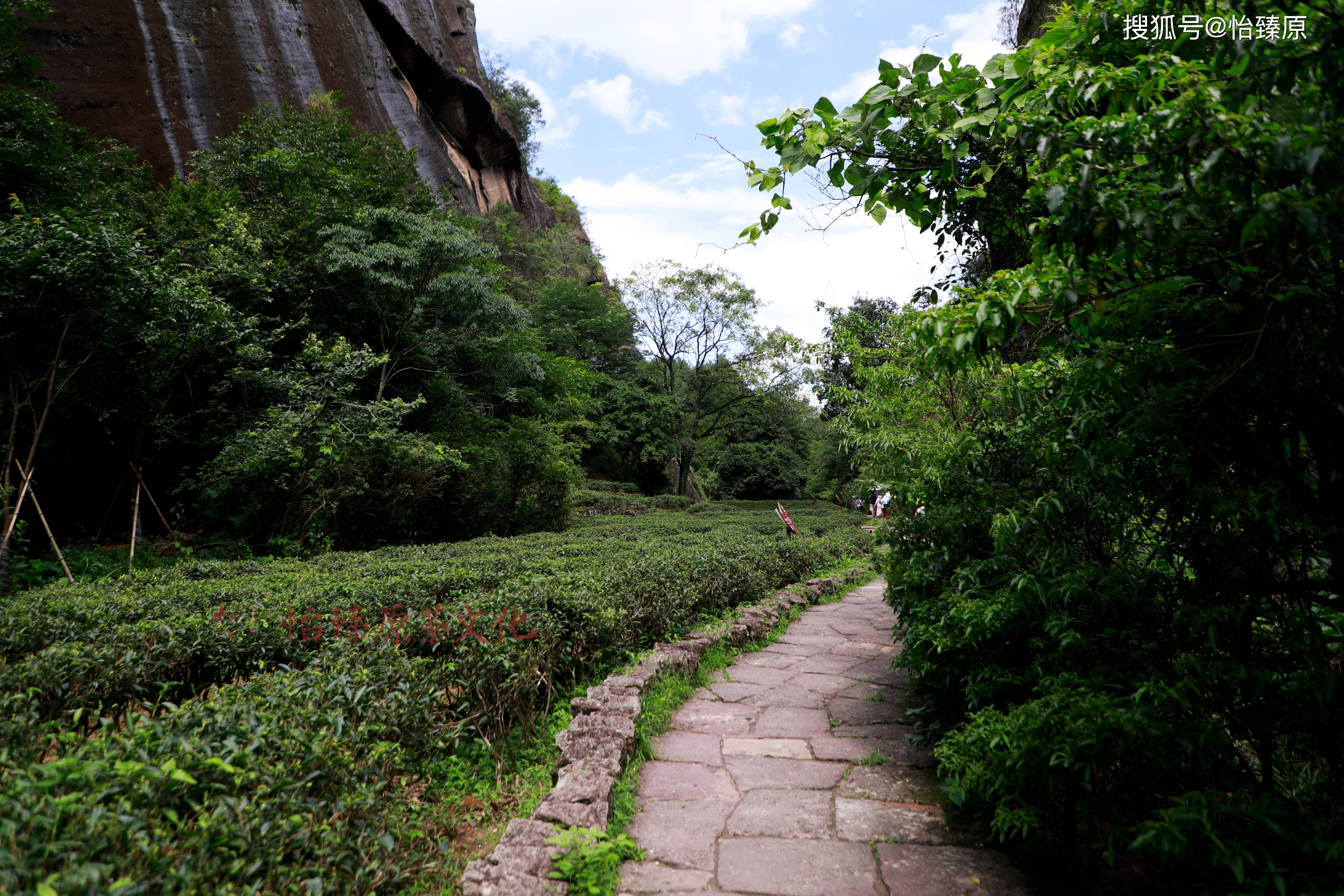制茶师教你品鉴大红袍,武夷肉桂,水仙的品质好坏!武夷山场解密