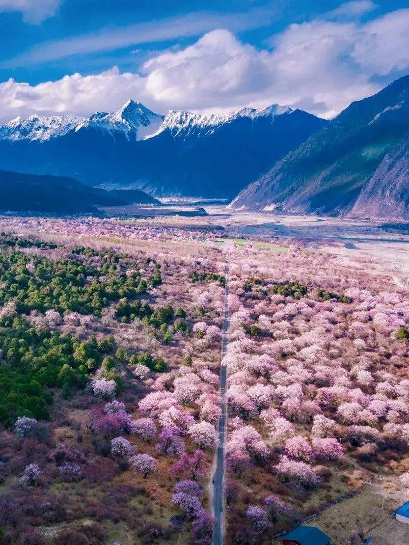 三月西藏看桃花,林芝桃花旅游路线,看完这篇马上出发_波密_雪山_前往