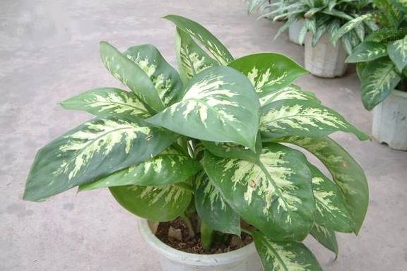 原创室内什么植物净化空气好绿植万年青效果好观赏度还很高