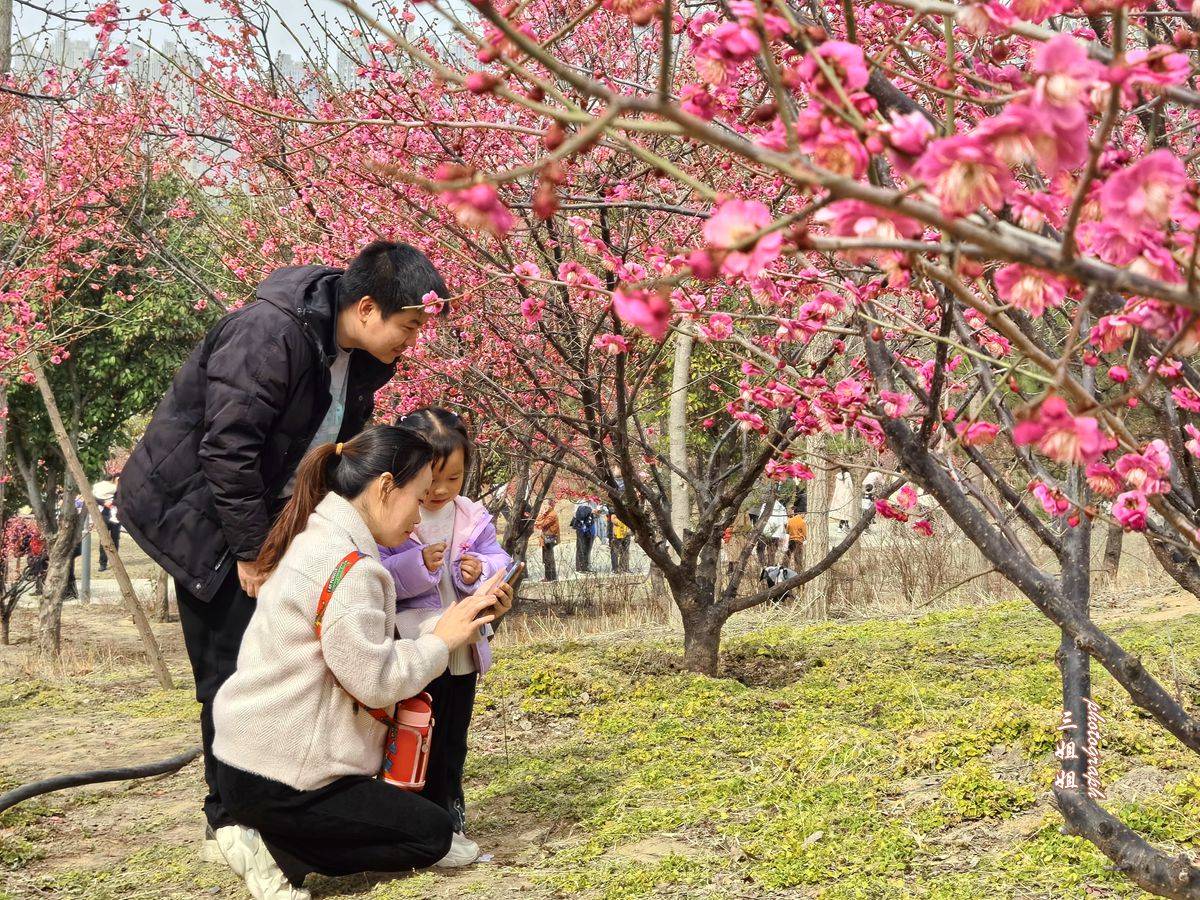 三姐姐温馨贴士:1,西流湖公园"千金梅岭"无需门票,免费开放.