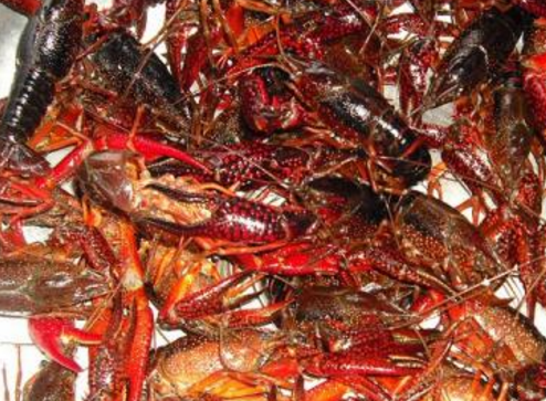 原创从五毛一斤到现在的六七十一斤小龙虾是如何完成飞跃的
