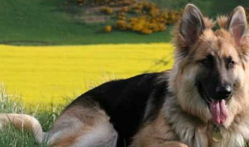 原创这个帅犬排行榜看完不得不信帅爆了有没有你家的狗狗