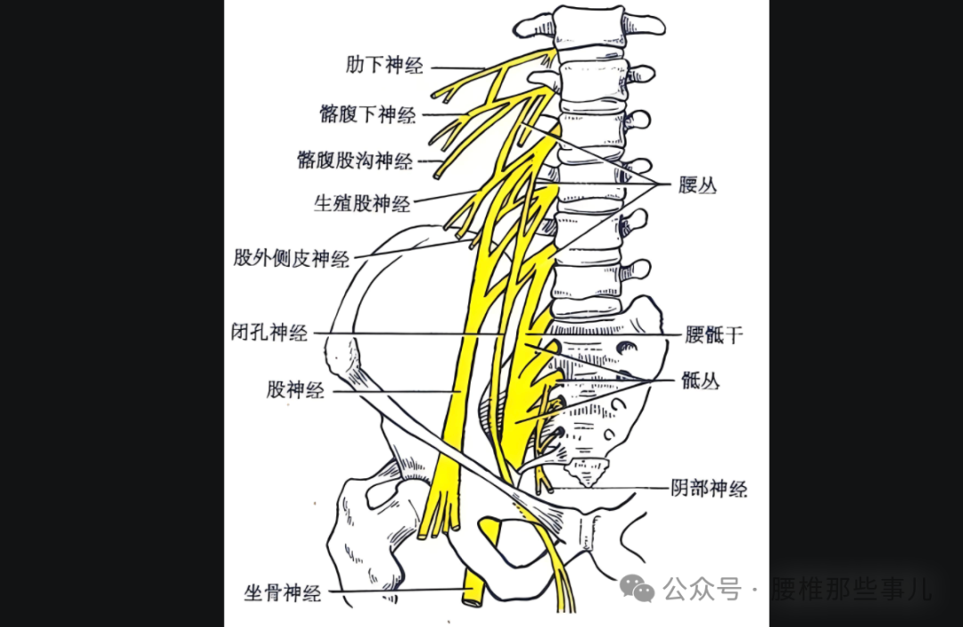 马尾神经损伤患者为何一小便就顺带大便出来