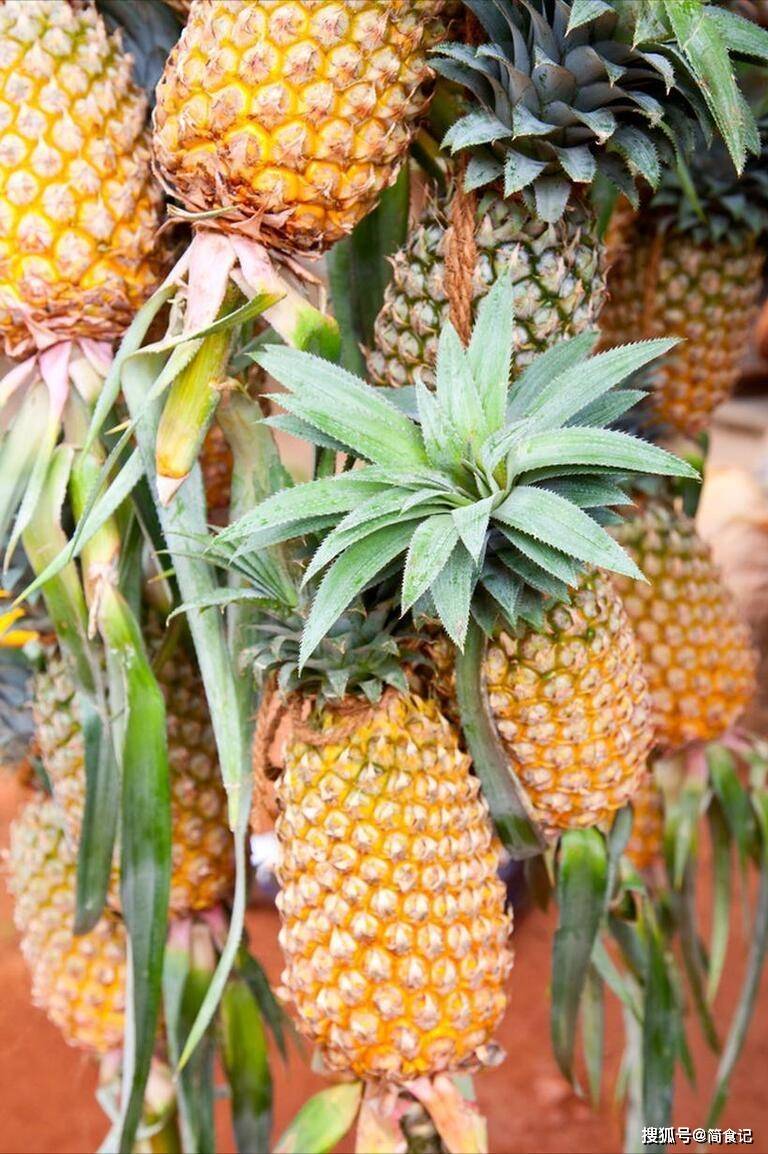 种植_中国_水果