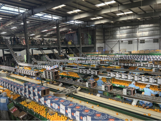 探秘埃及果业之旅共谋中埃水果贸易新未来