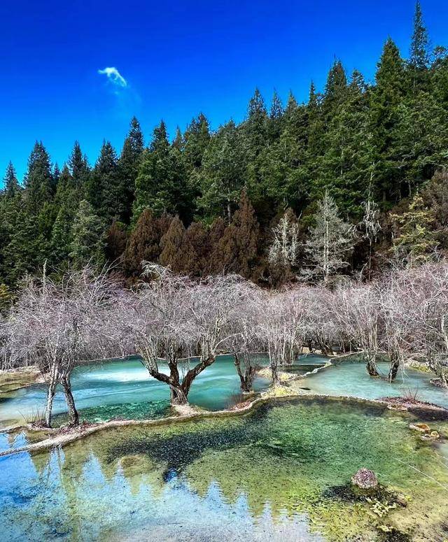 四川九寨沟旅游费用大概多少,这篇省钱攻略一定要看!_景点_day_林子