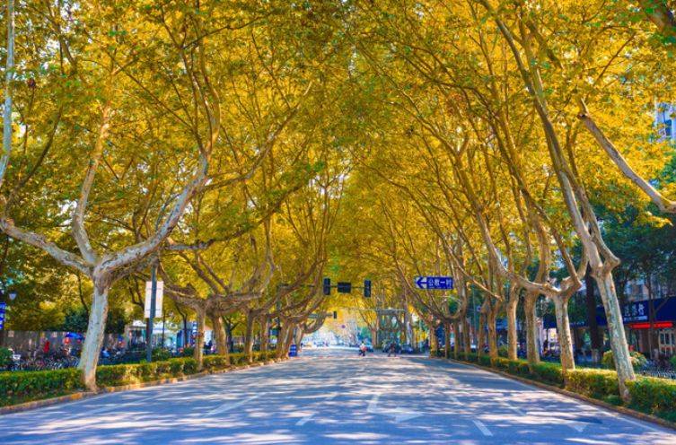梧桐大道上的南京记忆岁月静好绿树成荫