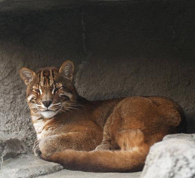 原创武将衣服上的彪是何物以老虎幼崽为食2005年后仅发现三次
