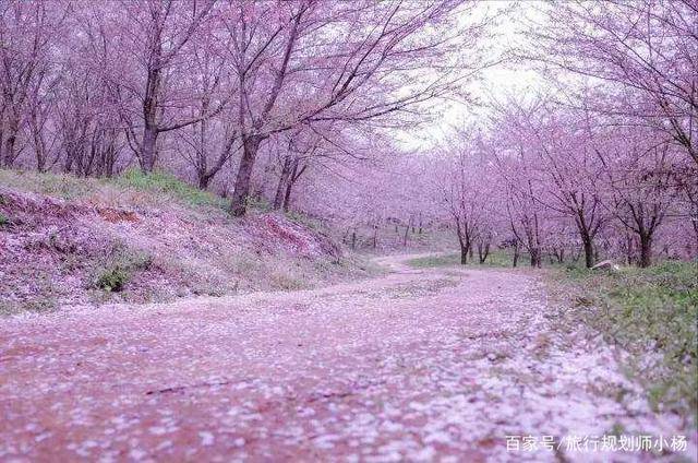 毕节樱花图片