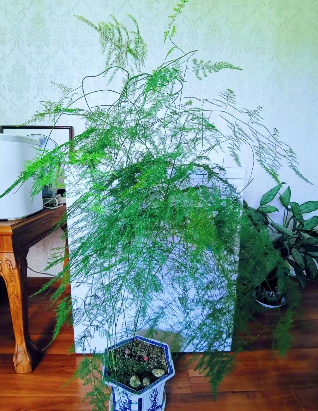 家里养了30年的文竹太壮观了
