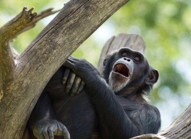 原创美国一只黑猩猩基因异变手指已和人一样持续进化能成人类吗