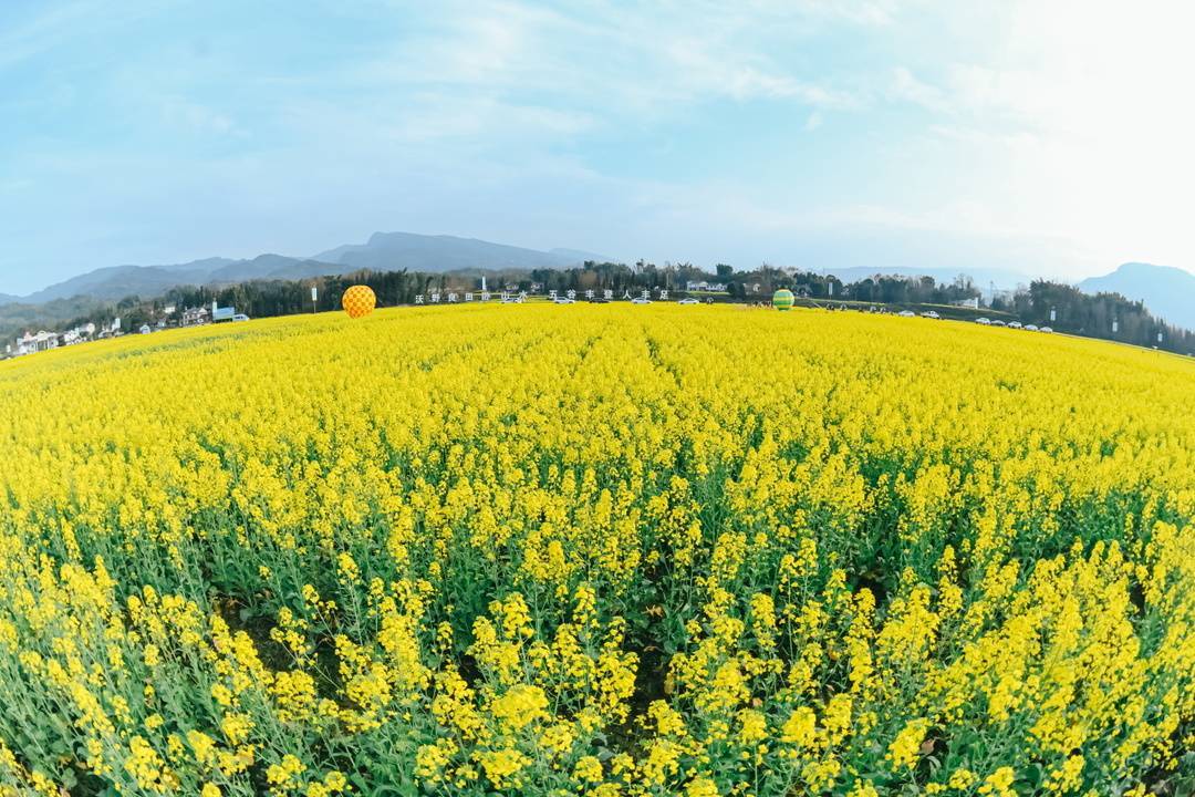 上春山下田野快来洪雅油菜花田里找春天吧