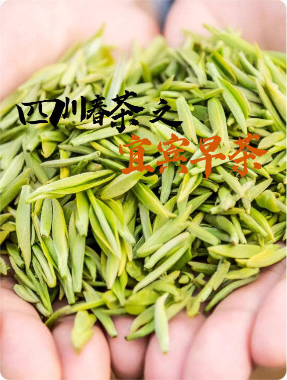 四川茶博会春茶之宜宾早茶